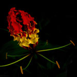 Rasta Flower by Vidal Smith Jr.